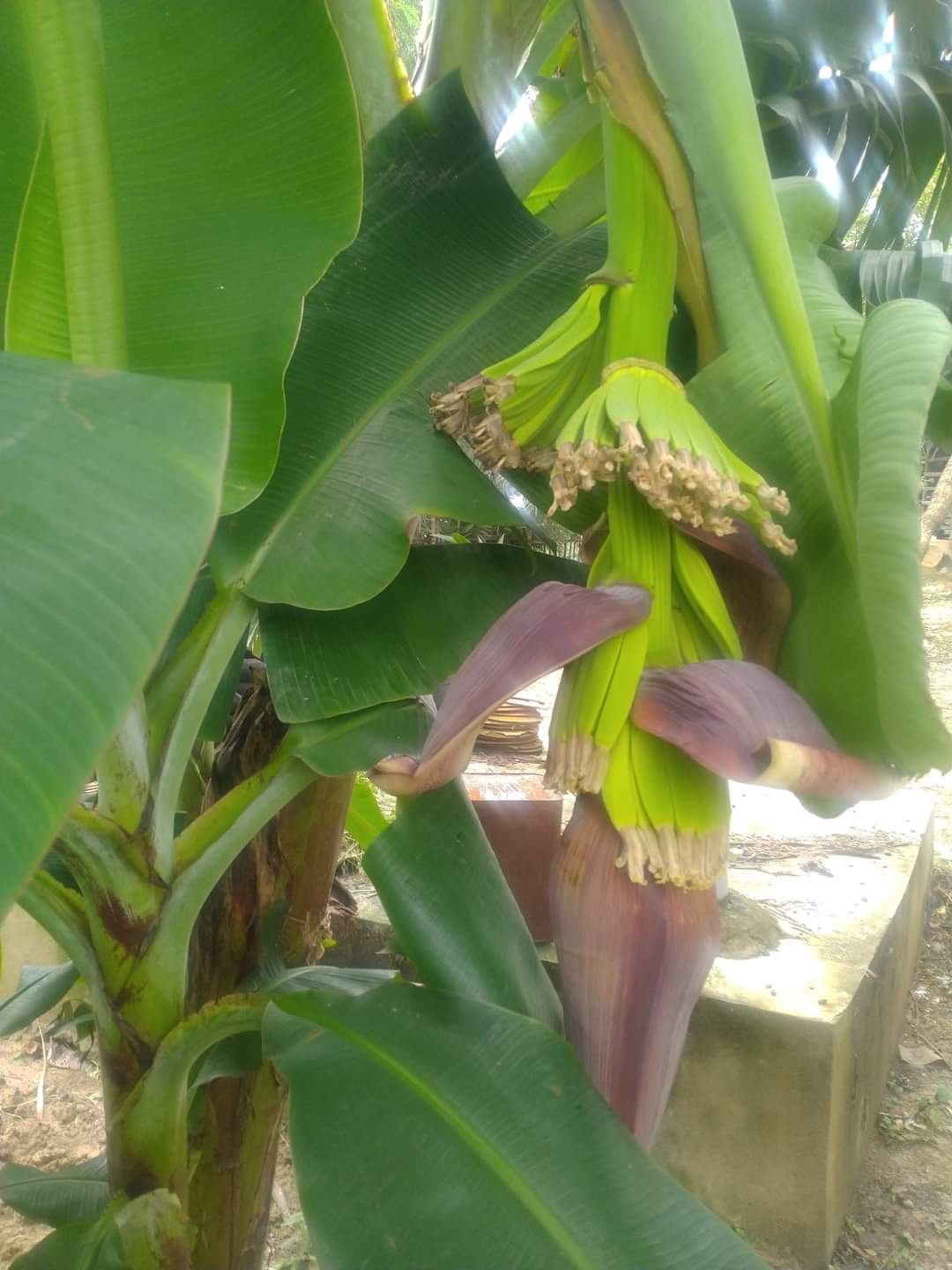 Poorbita Krishi activity in the field