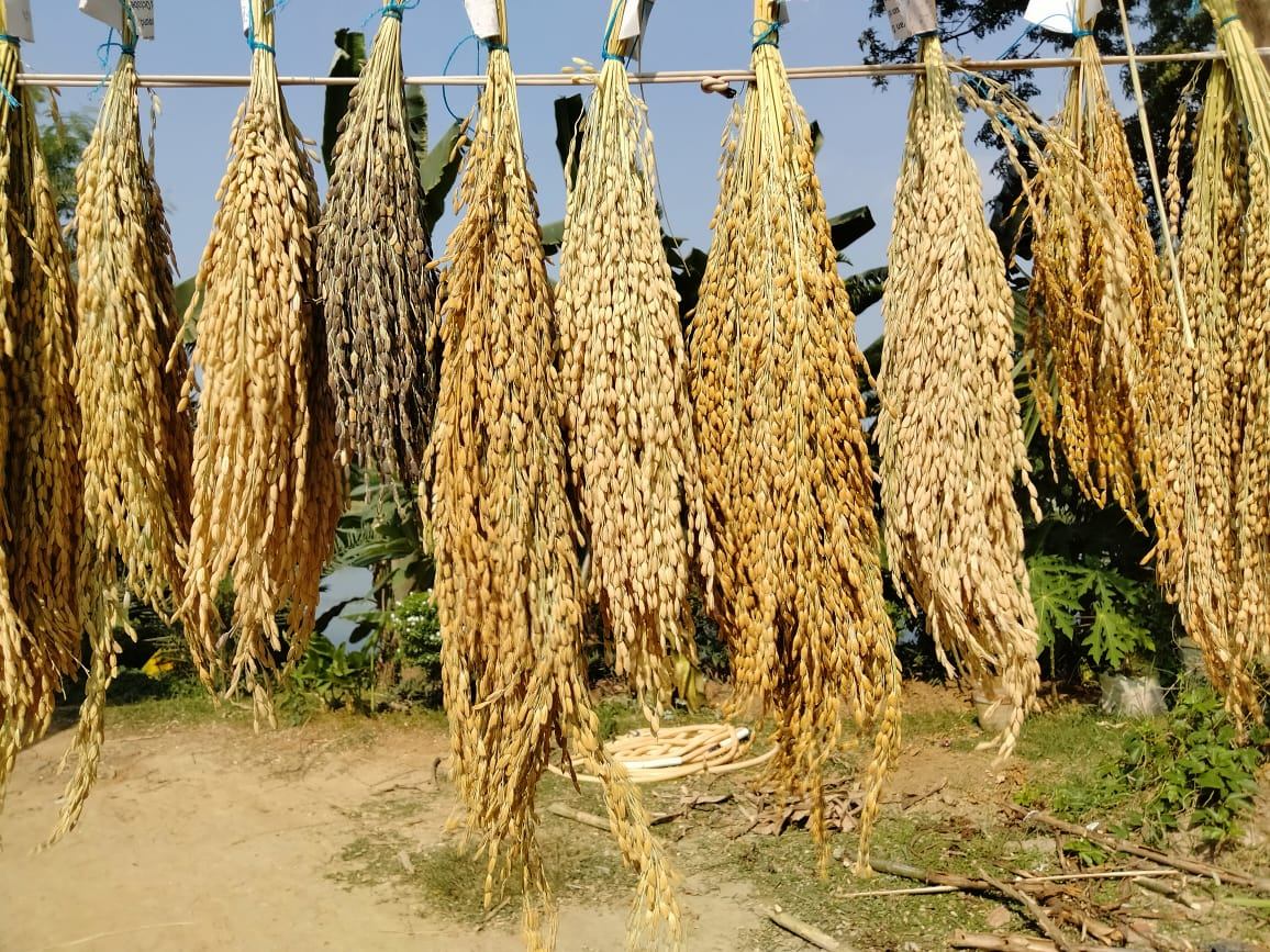 Poorbita Krishi activity in the field