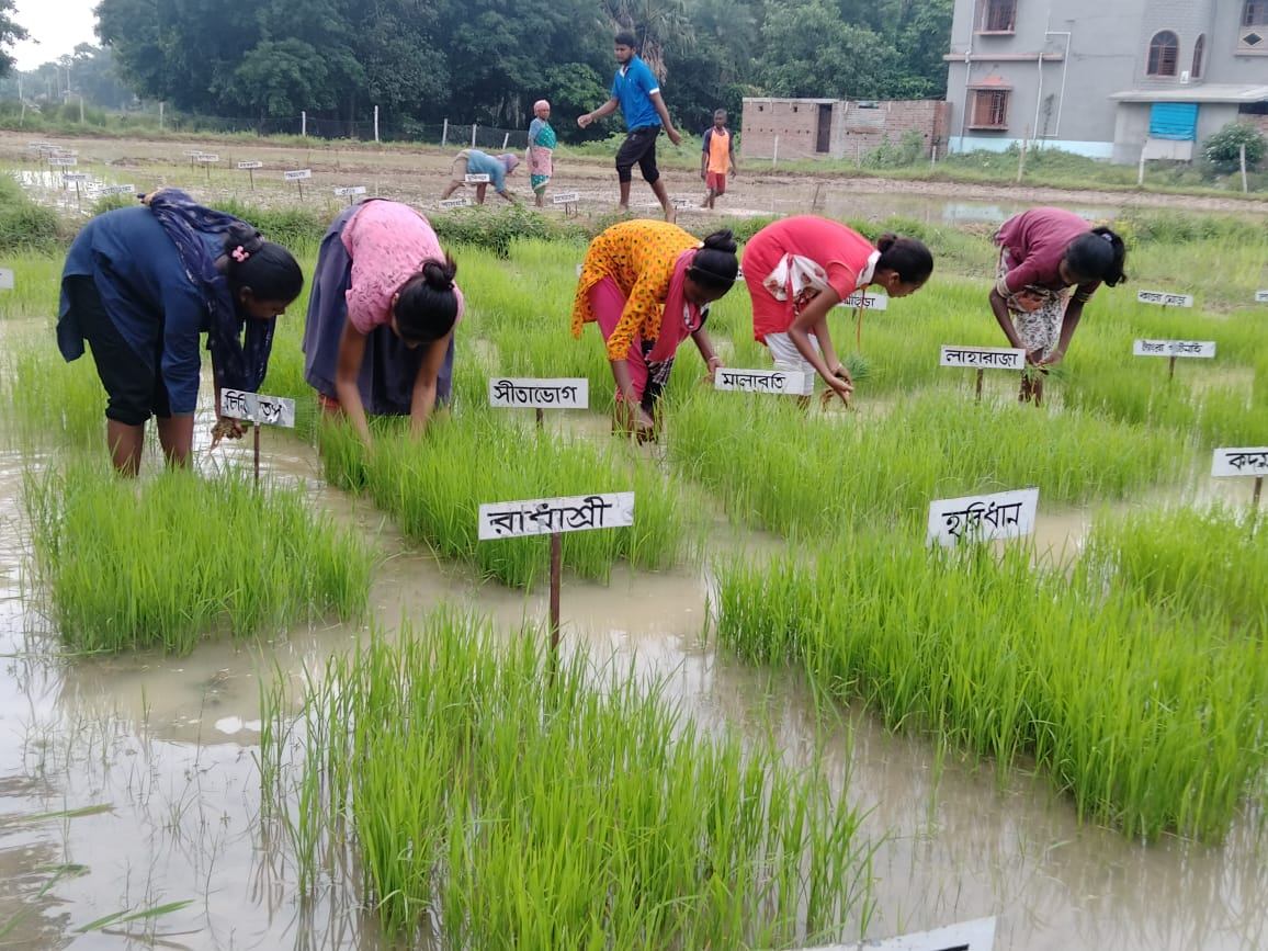 Poorbita Krishi activity in the field