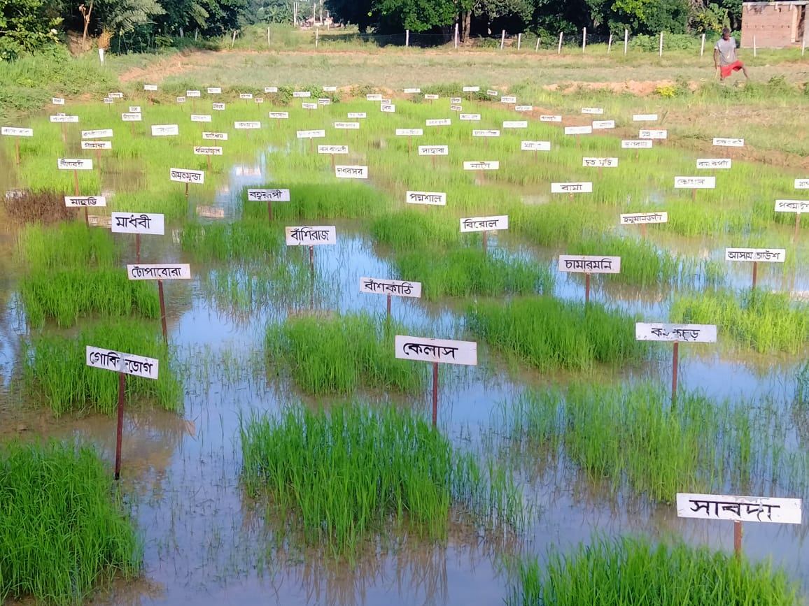 Poorbita Krishi activity in the field