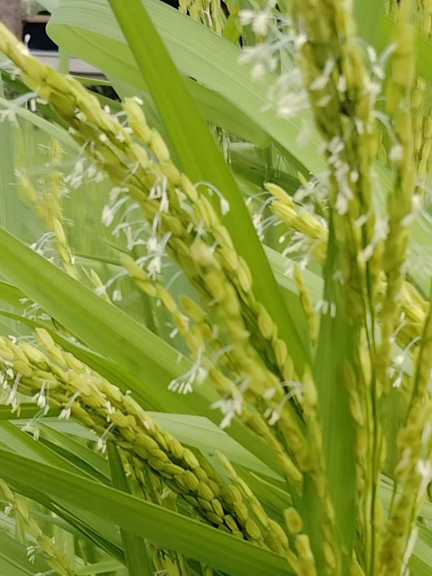 Poorbita Krishi activity in the field