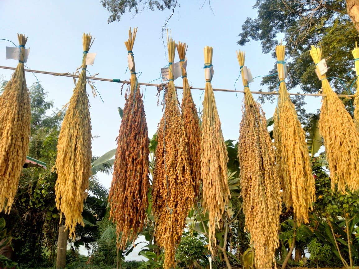 Poorbita Krishi activity in the field